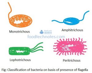 Morphology of Bacteria and its Structures External to Cell Wall - Food ...